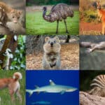 9 Beautiful and Rare Species Found Only in Australia
