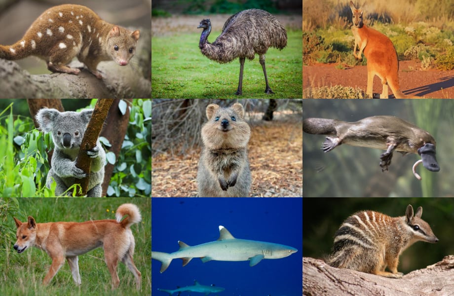 9 Beautiful and Rare Species Found Only in Australia