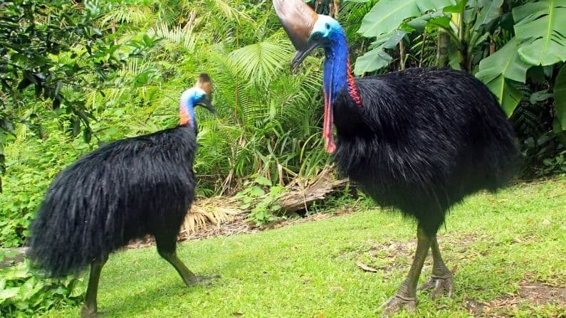 Australian Southern Cassowary