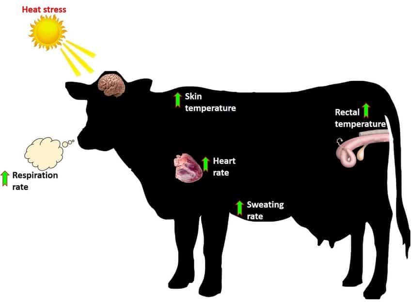 Heat stress in animals