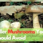 Poisonous Mushrooms Making Story In Australia You Should Avoid