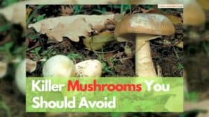 Killer-Mushrooms-Australia
