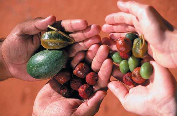 Native Australian food 