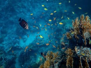 A diver swims over a coral reef with dead coral.